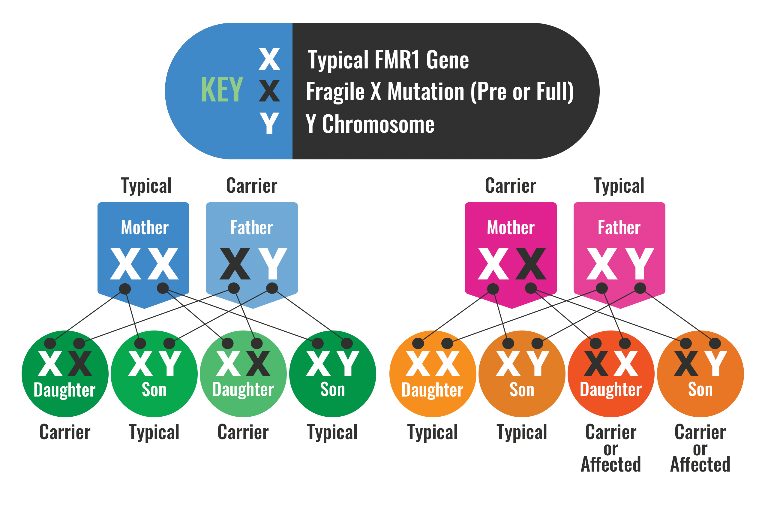 where-can-i-find-more-information-about-fragile-x-and-the-genetics